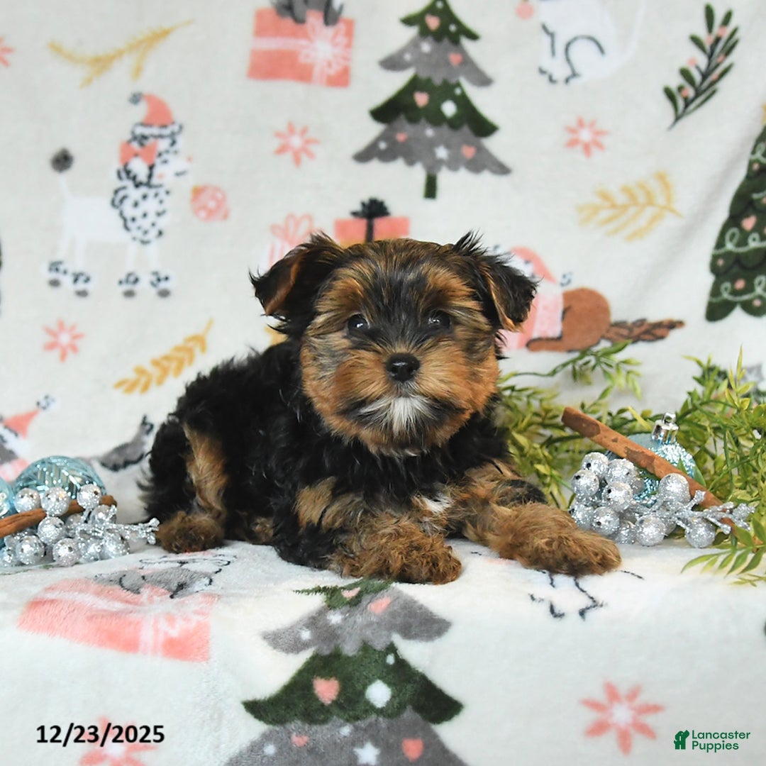 Yorkshire Terrier dogs for sale: Wesley - Ad 2