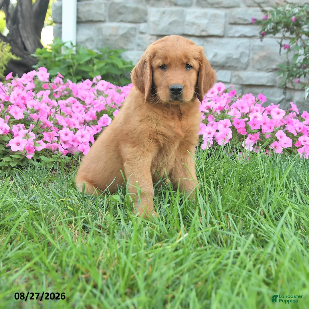 Mixed Breed dogs for sale: Lad  - Ad 1
