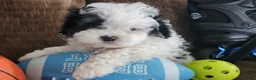 Shihpoo dogs for sale: IAN - Ad 2