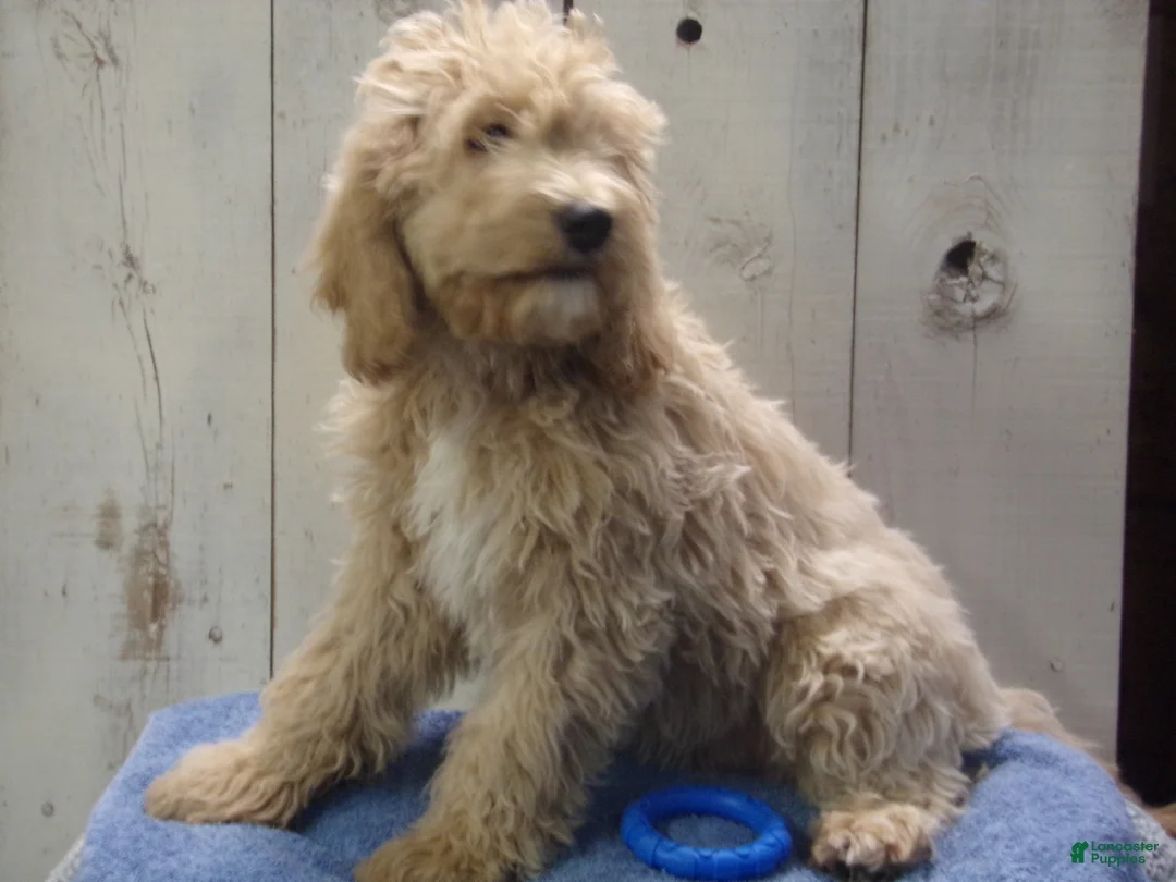 Cockapoo dogs for sale: Brady - Ad 2
