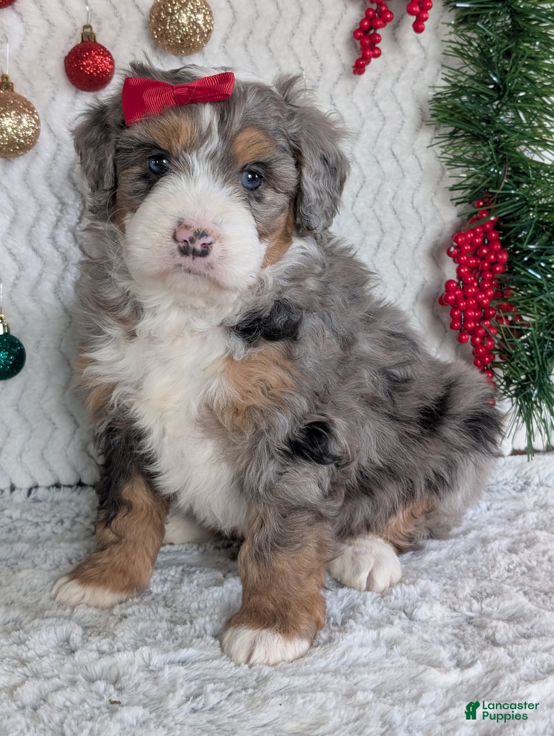 Mini Bernedoodle dogs for sale: Mini Niko  - Ad 15