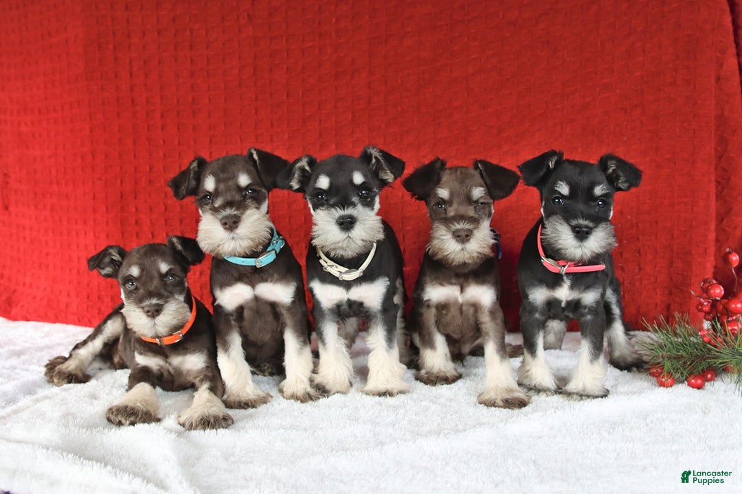 Miniature Schnauzer dogs for sale: Benita - Ad 2