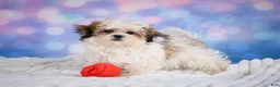 Malshi dogs for sale: Theo - Ad 1