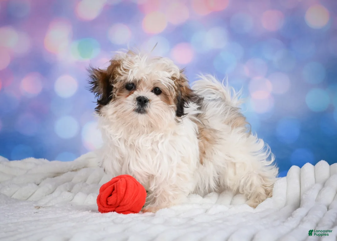Malshi dogs for sale: Theo - Ad 1