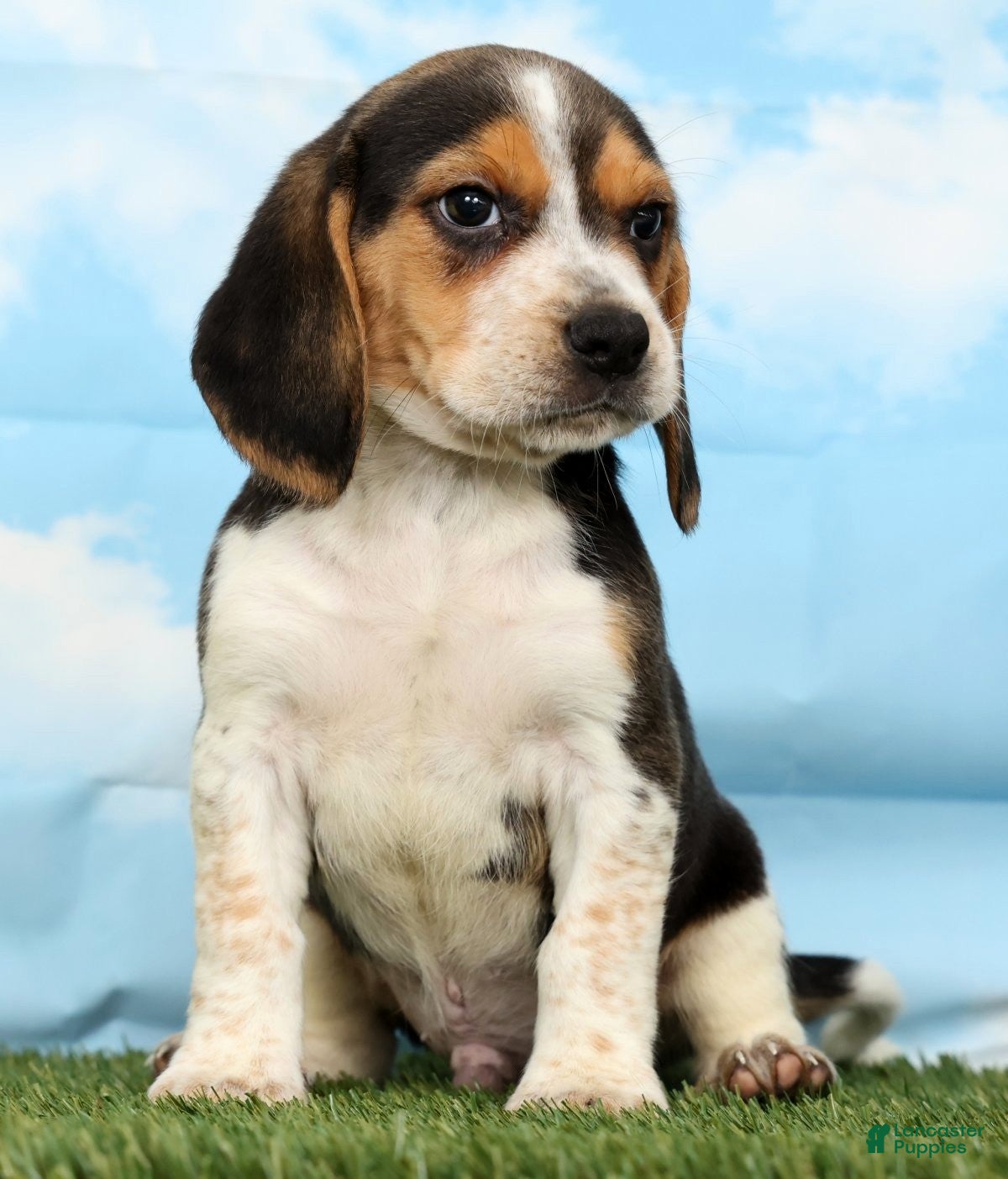 Beagle dogs Diesel - Ad 2