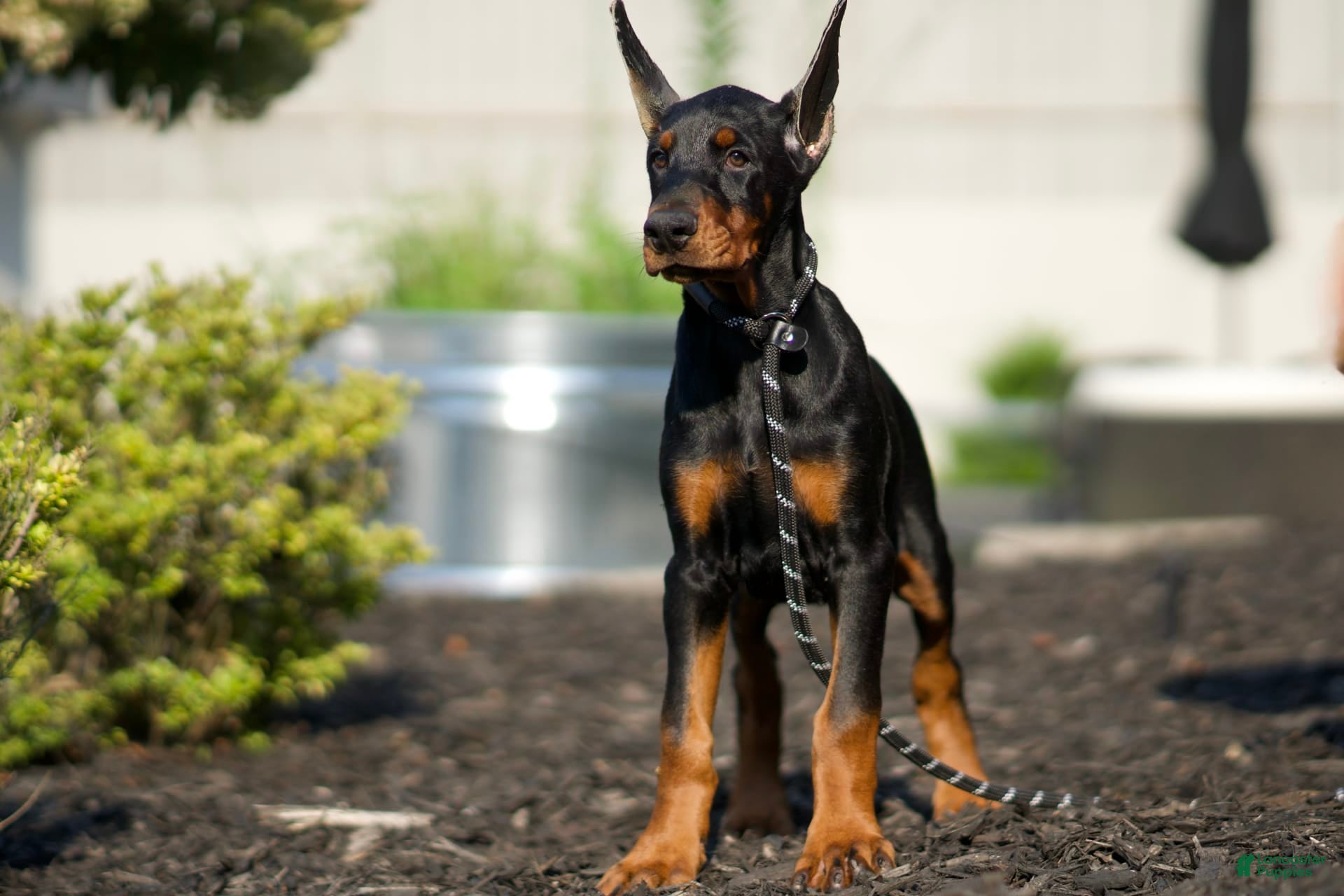 Doberman Pinscher dogs Zoey AKC European Doberman Pinscher HUGE - Ad 2