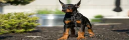Doberman Pinscher dogs for sale: Zoey AKC European Doberman Pinscher HUGE - Ad 2