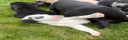 Great Dane dogs for sale: Quinnzelle “Quinn”  - Ad 6