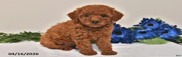 Miniature Poodle dogs for sale: Penny - Ad 4