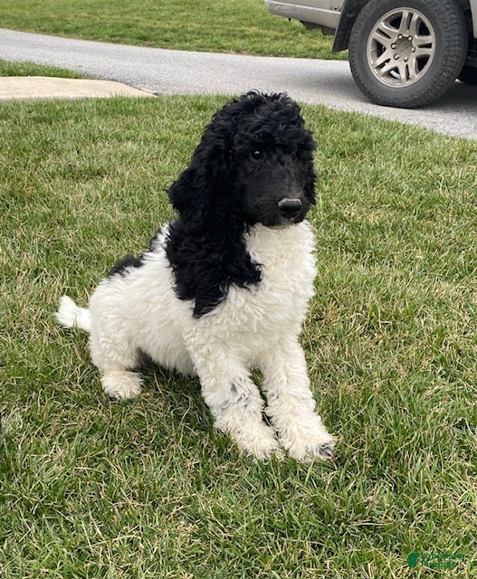 Standard Poodle dogs Kirby- genetic clear - Ad 1