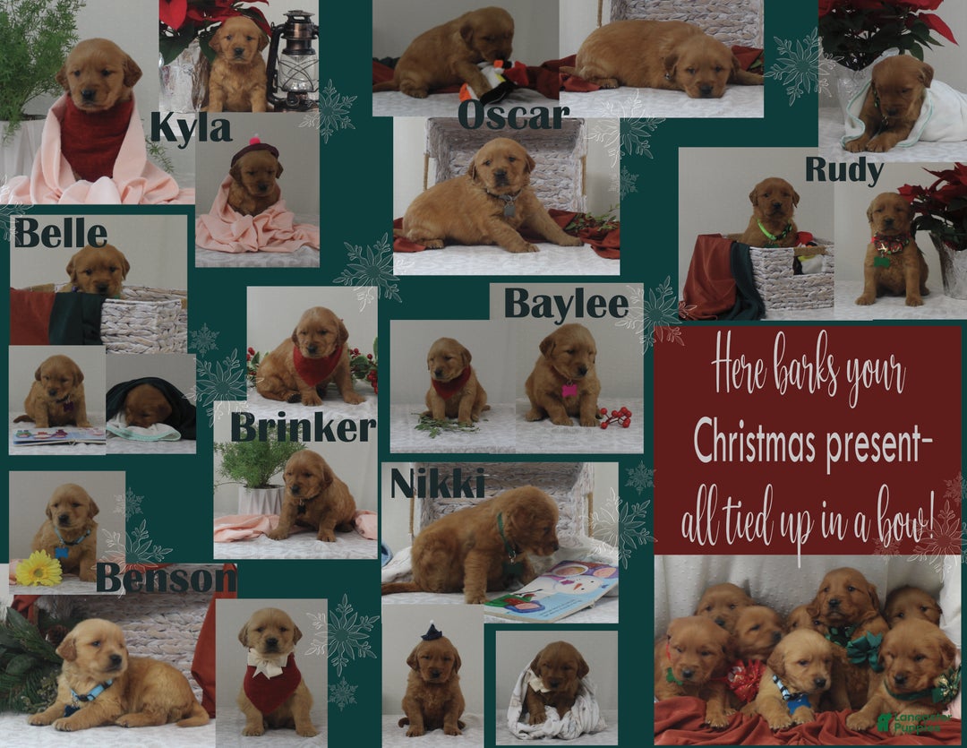 Golden Retriever dogs for sale: Nikki - Ad 5