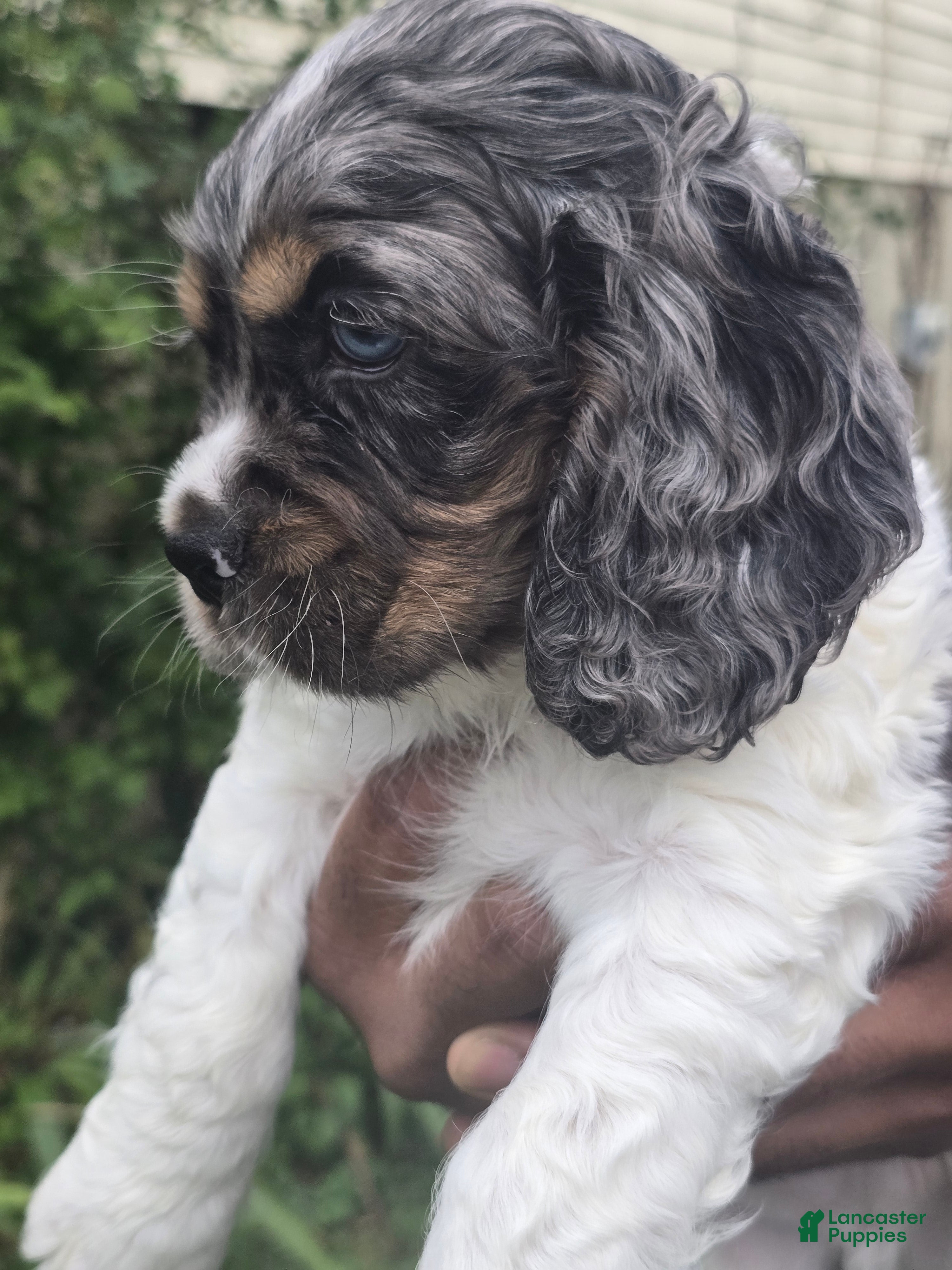 Spaniel Dogs Kc Registered Cocker Spaniel Puppies Blue Roan