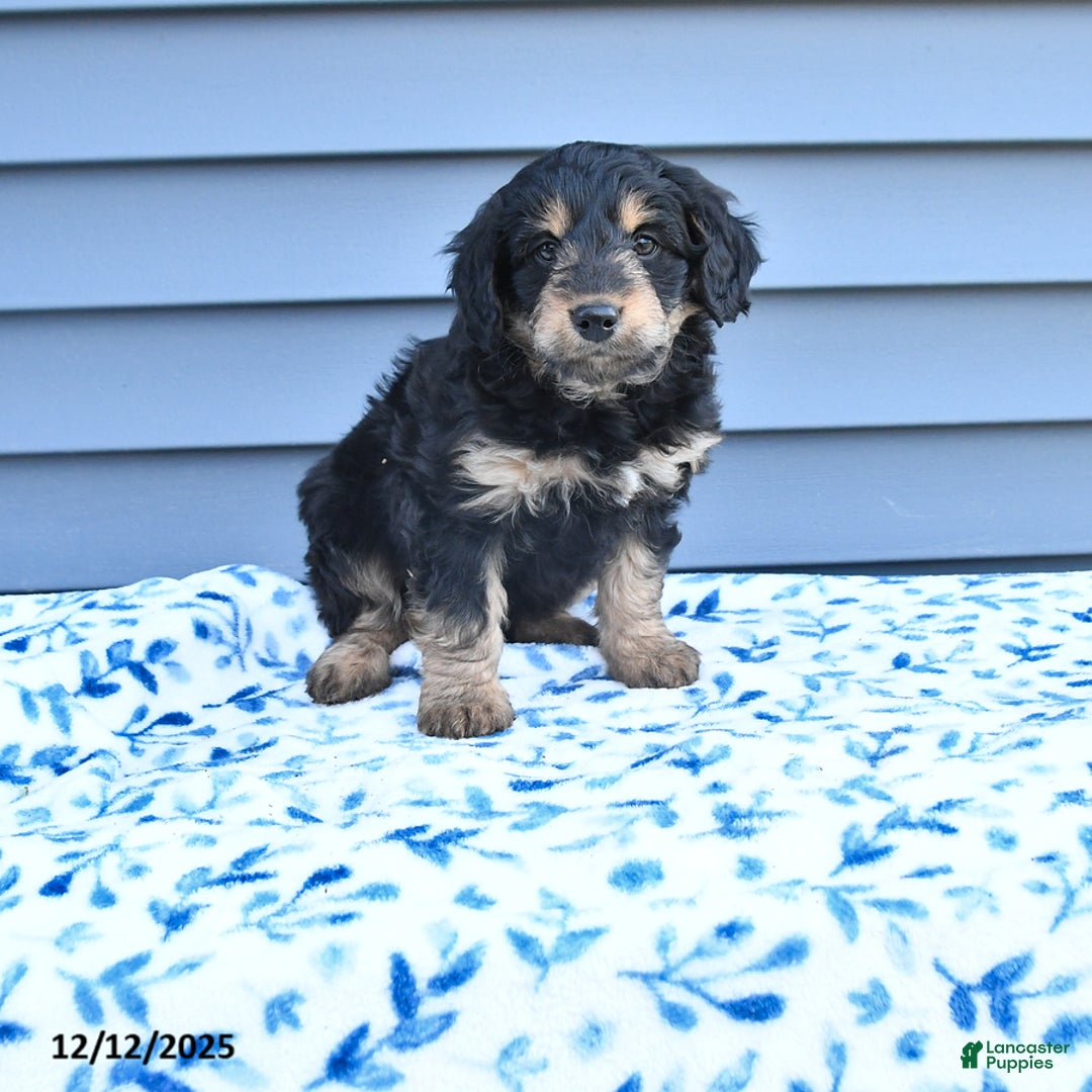 Mixed Breed dogs for sale: April - Ad 1