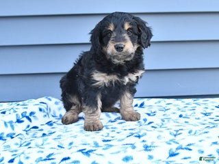 Mixed Breed dogs April - Ad 13