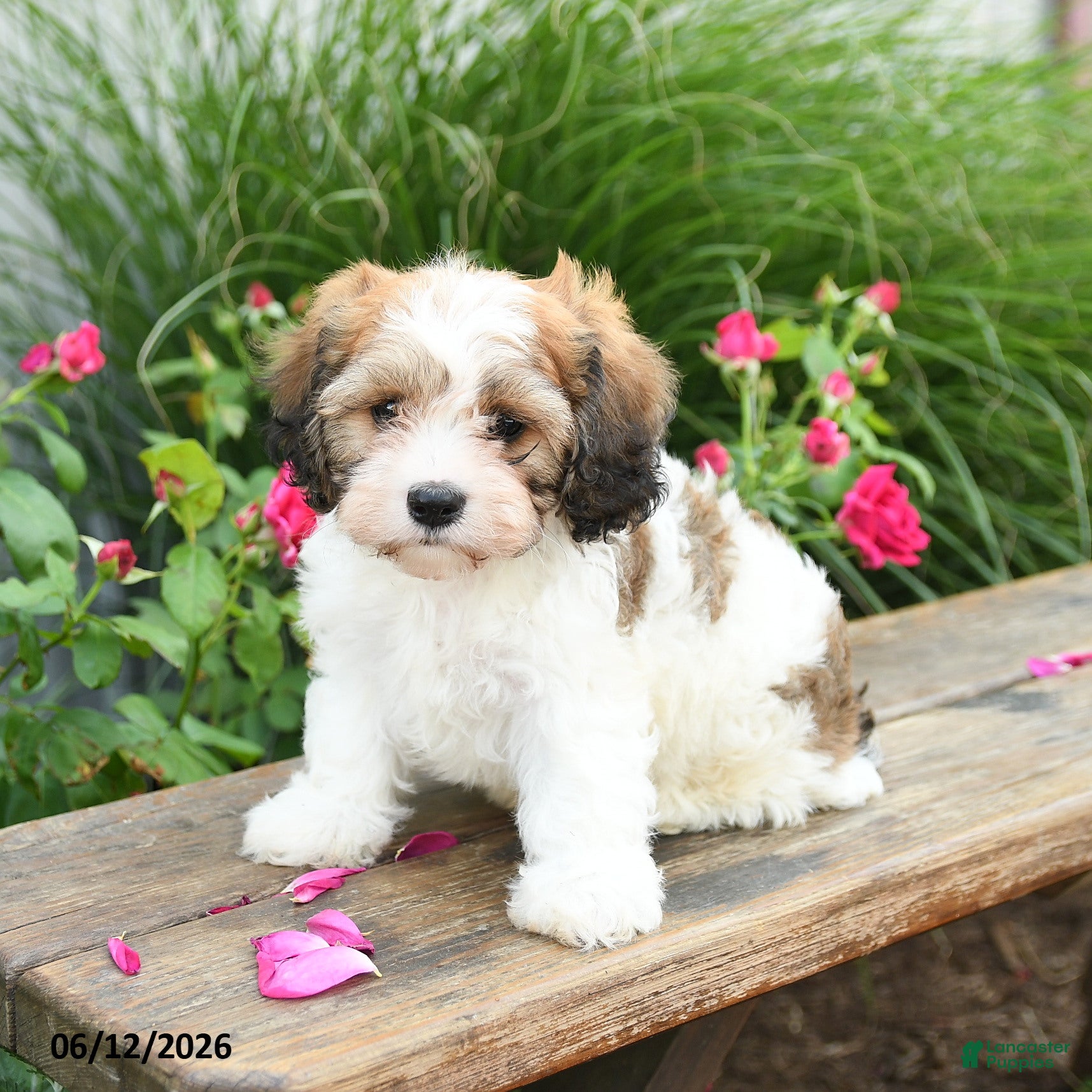 Cavachon dogs Teddy - Ad 1