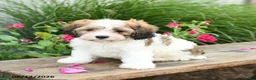 Cavachon dogs for sale: Teddy - Ad 1