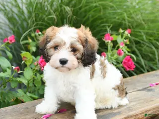 Cavachon dogs for sale: Teddy - Ad 4