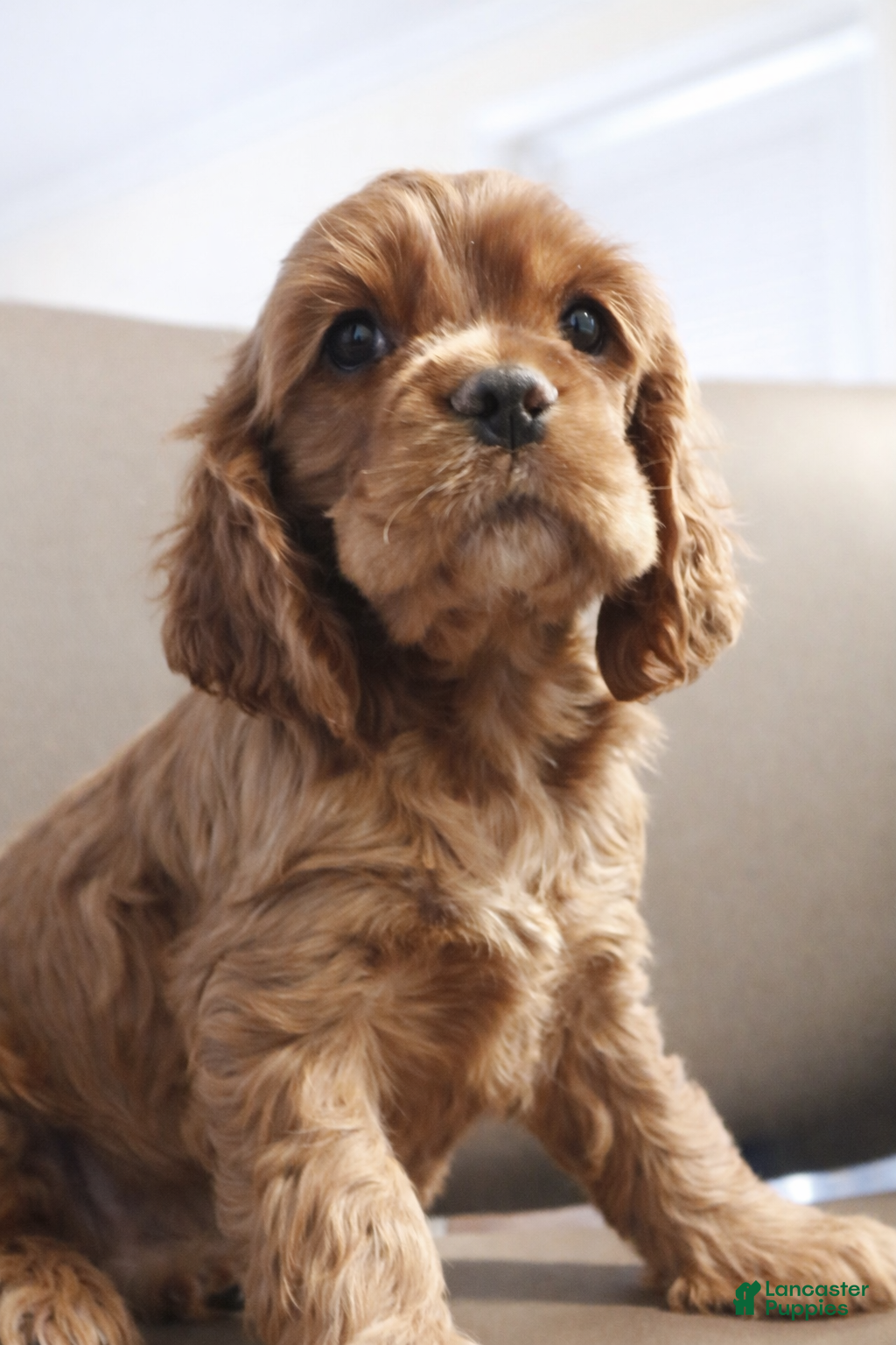 Cocker Spaniel dogs Cocker Spaniel Puppy 1 - Ad 25