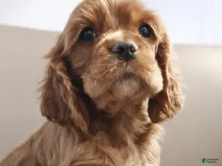 Cocker Spaniel dogs Cocker Spaniel Puppy 1 - Ad 25