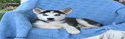 Siberian Husky dogs for sale: Bella   - Ad 3