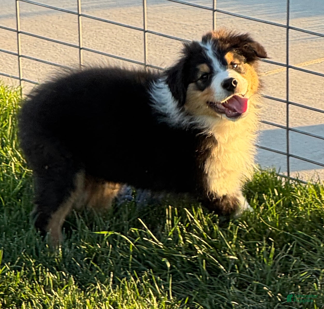 Australian Shepherd dogs Australian Shepherd Male - Ad 1