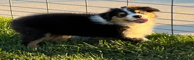 Australian Shepherd Male