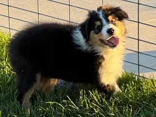 Australian Shepherd dogs Australian Shepherd Male - Ad 15