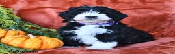 Aussiedoodle dogs for sale: Alexis  - Ad 3