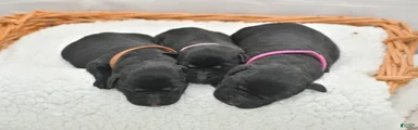 Black English Lab 