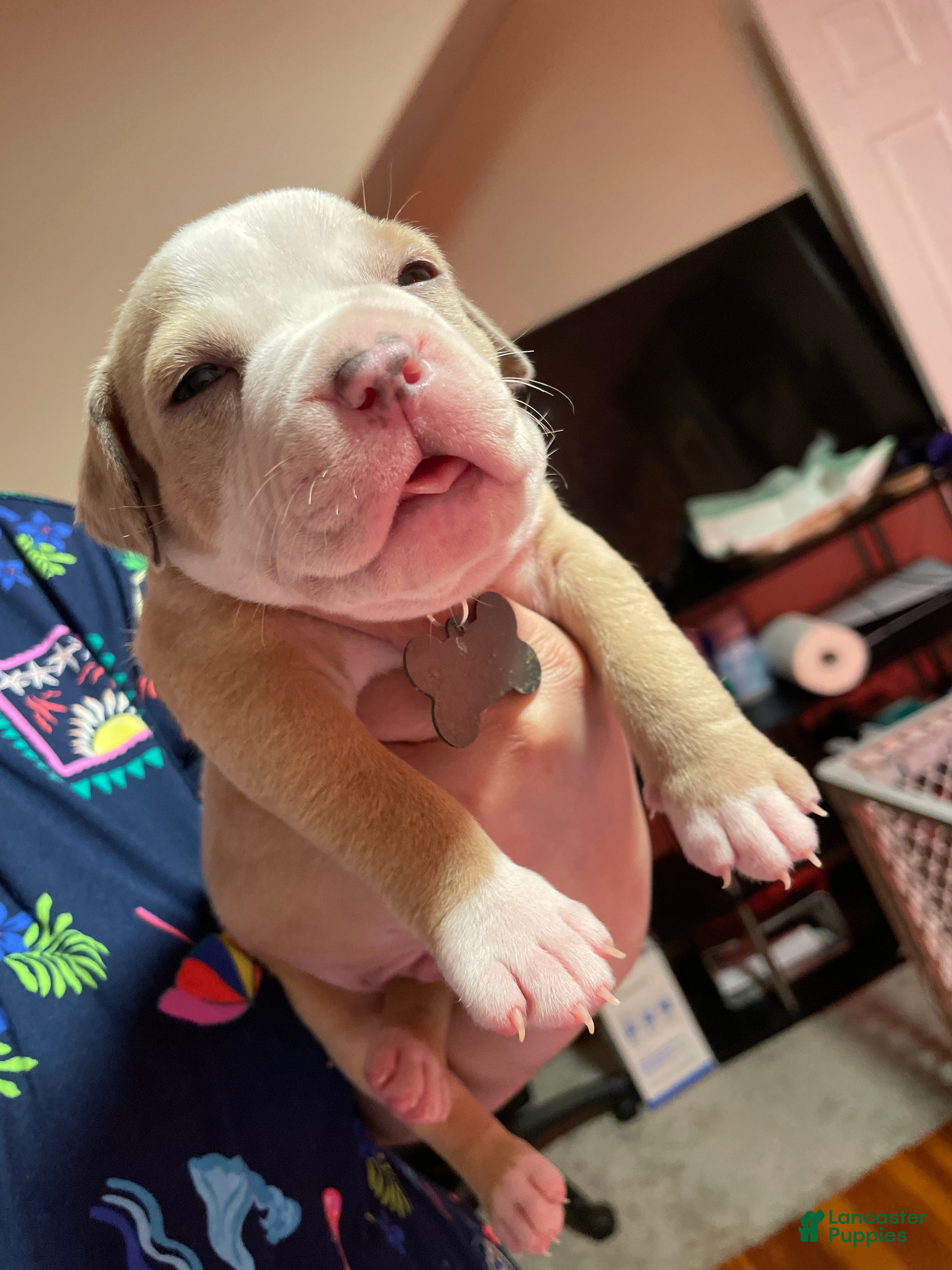 American Bully dogs Ice - Ad 40