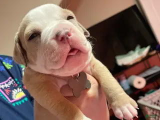 American Bully dogs Ice - Ad 40