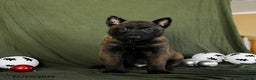 Belgian Malinois dogs for sale: Ollie - Ad 3
