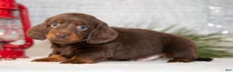 Miniature Dachshund dogs for sale: Dallas - Ad 3