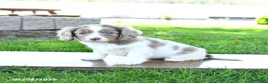 Benji