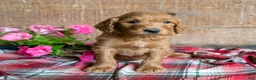 Goldendoodle dogs for sale: Petey - Ad 1
