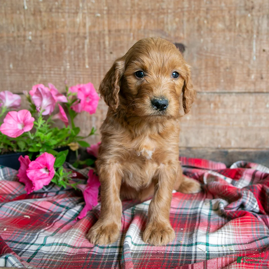 Goldendoodle dogs for sale: Petey - Ad 1