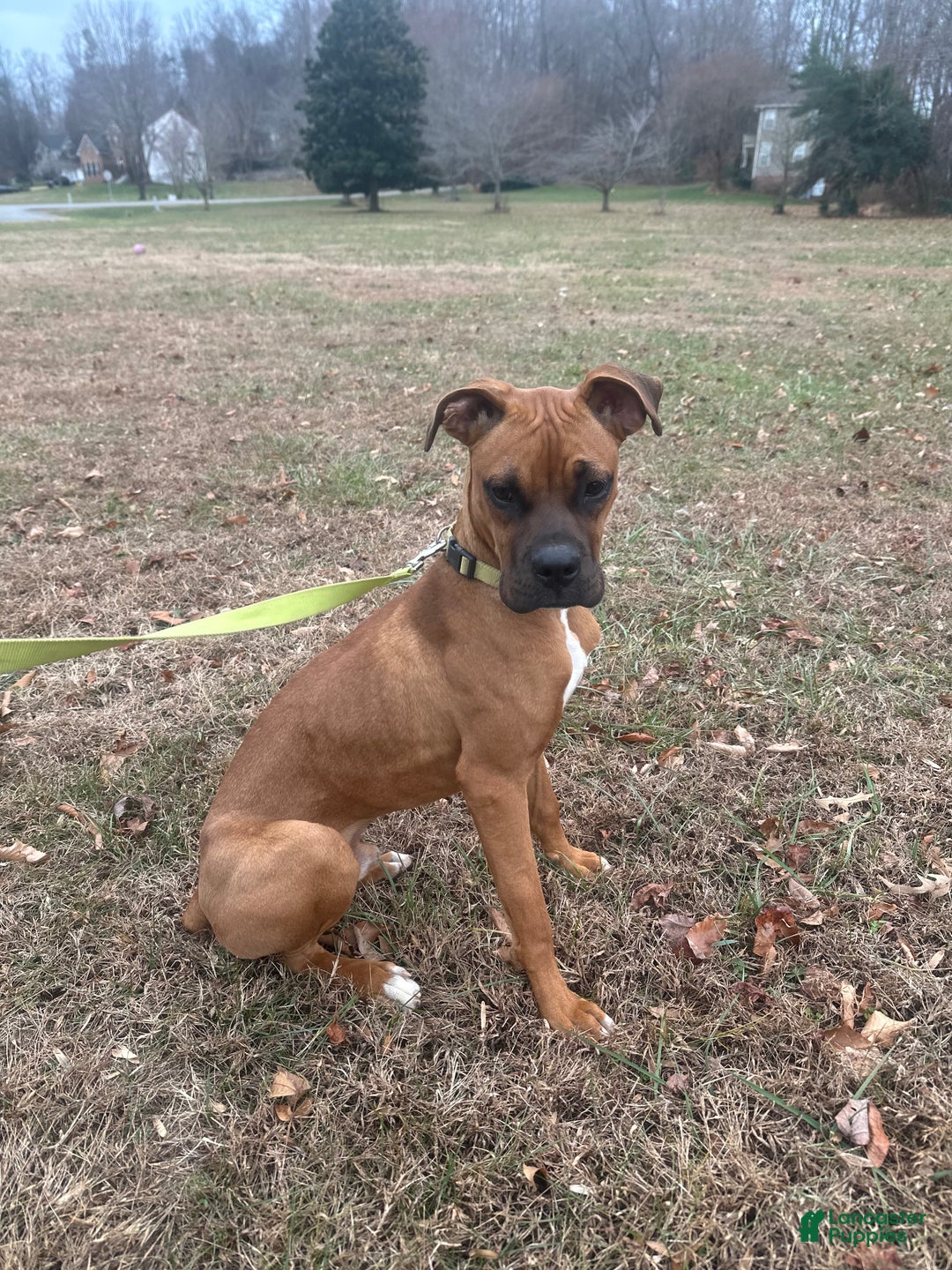 Boxer dogs for sale: Jax - Ad 1