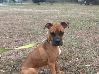 Boxer dogs Jax - Ad 8