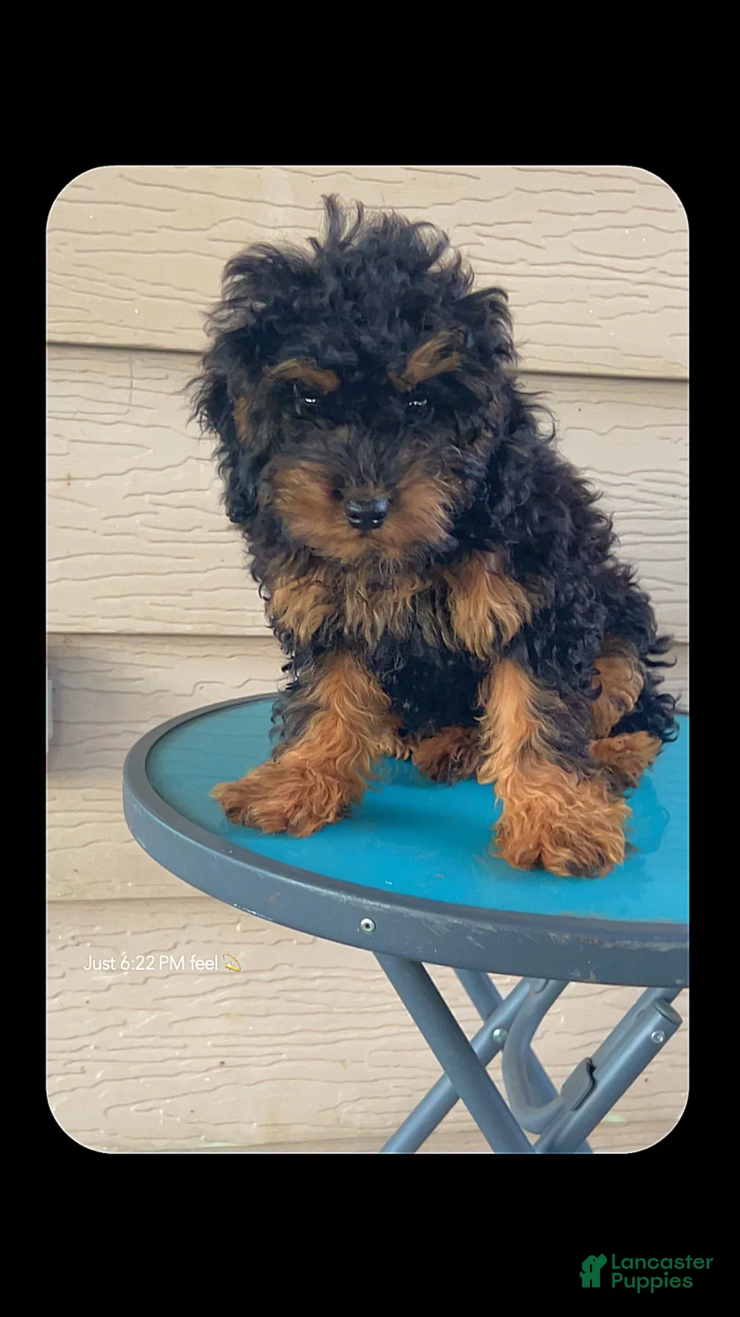 Toy Poodle dogs for sale: Toy Poodle 1 - Ad 2