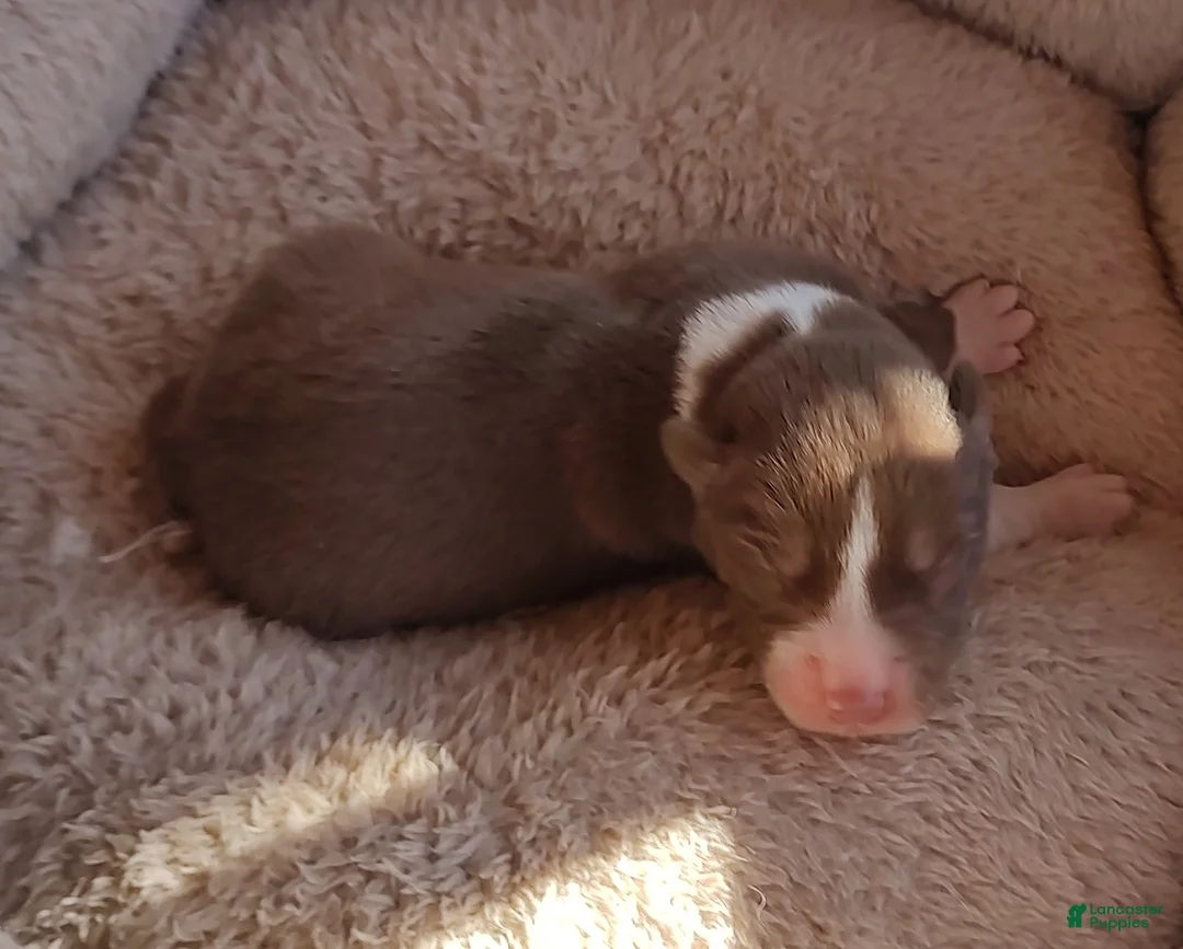 Siberian Husky dogs for sale: Siberian Husky Puppy 1 - Ad 17