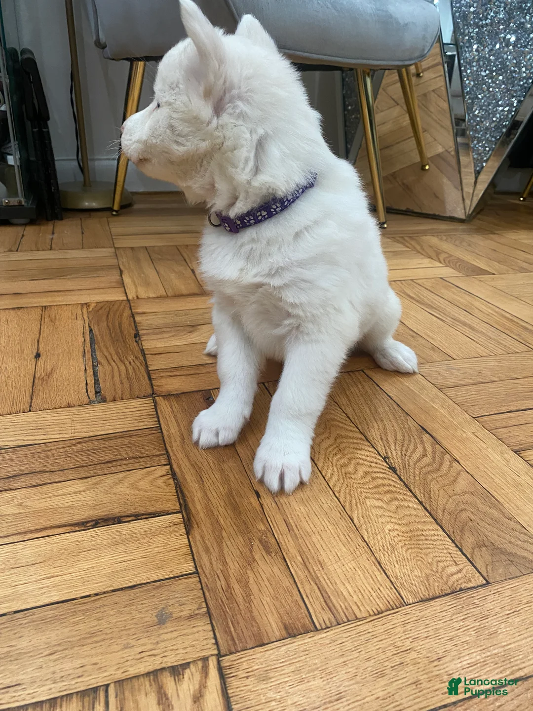 Siberian Husky dogs for sale: Versace  - Ad 3