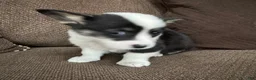 Welsh Corgi Pembroke dogs for sale: Clint - Ad 7