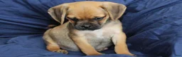 Puggle dogs for sale: Dash - Ad 4
