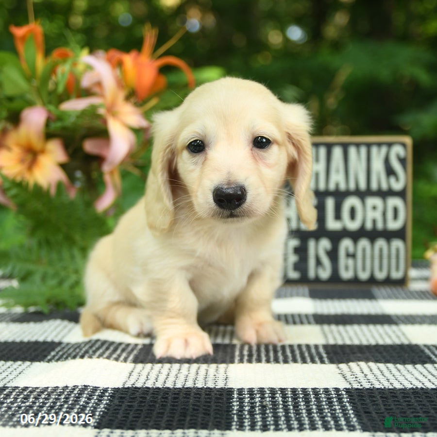 Miniature Dachshund dogs Archie - Ad 1