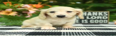 Archie