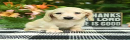 Miniature Dachshund dogs for sale: Archie - Ad 1