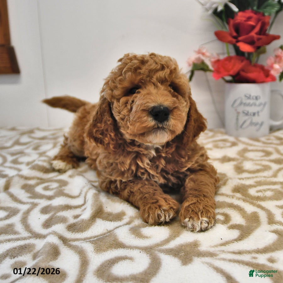 Mini Goldendoodle dogs Oscar - Ad 24