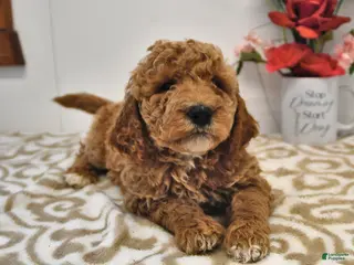 Mini Goldendoodle dogs Oscar - Ad 24