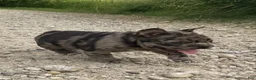 French Bulldog dogs for sale: Tiger - Ad 3