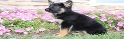 German Shepherd dogs for sale: Hailey - Ad 3
